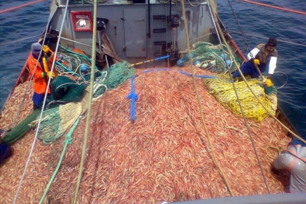 Crisis histórica en la pesca: más de cien buques paralizados