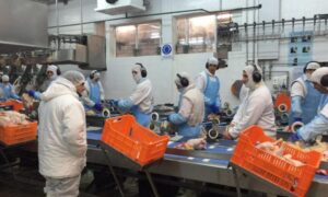 Tensión en la industria avícola: récords de exportación y crisis laboral