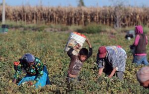 UNA ARGENTINA DE ESCLAVOS/Según Sturzenegger, la Sociedad Rural Argentina podría avanzar en un esquema para eliminar las indemnizaciones por despido de los peones rurales
