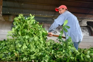 Yerba mate: la desregulación perjudica a los productores ante una industria concentrada