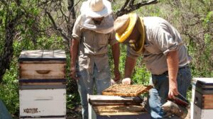 Certifican producción de miel orgánica a más de cincuenta apicultores