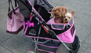 ¿Hijos o perros? La pregunta incómoda que define a la Argentina de 2026 y los nuevos lazos del indivualismo feroz