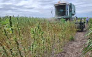 La Provincia de Buenos Aires da un paso soberano sobre la producción de cáñamo industrial