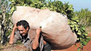 UNA ECONOMÍA DE DESTRUCCIÓN/Crisis de la yerba mate: denuncian que la desregulación hunde el precio que reciben más de 10 mil familias productoras