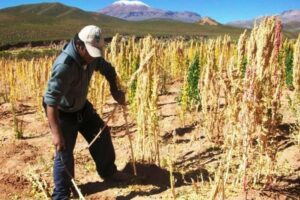 La quinua puneña perdió mercado frente al ingreso informal boliviano