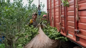 “Mate mal cebado”: denuncian que la desregulación del Instituto Nacional de la Yerba Mate hundió el precio de la yerba y expulsa trabajadores a Brasil