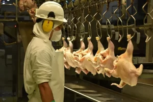 HUMILLAR A LOS TRABAJADORES/Granja Tres Arroyos: la empresa ofrece pagar parte de los salarios con pollos en medio de los 1200 despidos