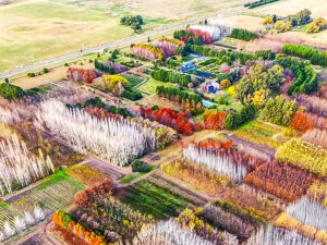 LA PRIMAVERA FLORECE ENTRE UN MILLON DE ARBOLES